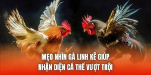 Mẹo Nhìn Gà Linh Kê Giúp Nhận Diện Cá Thể Vượt Trội