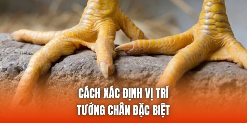 Cách xác định vị trí tướng chân đặc biệt